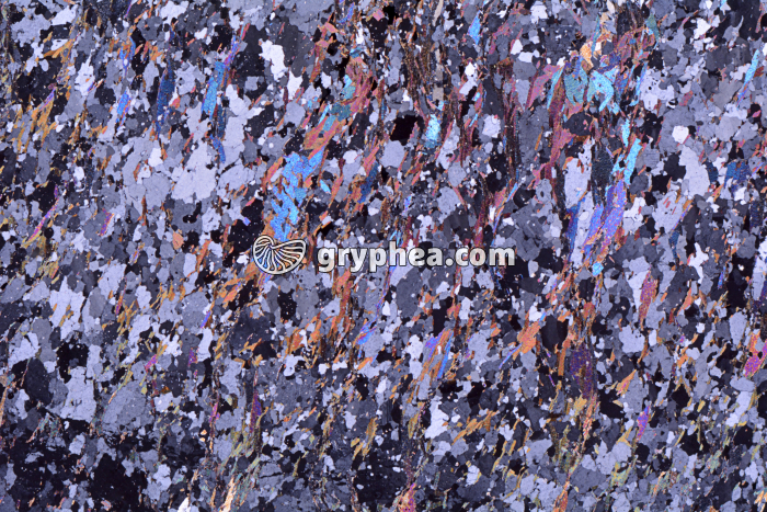 Gneiss à 2 micas (Limousin) LPA x3,5 - gryphea.com